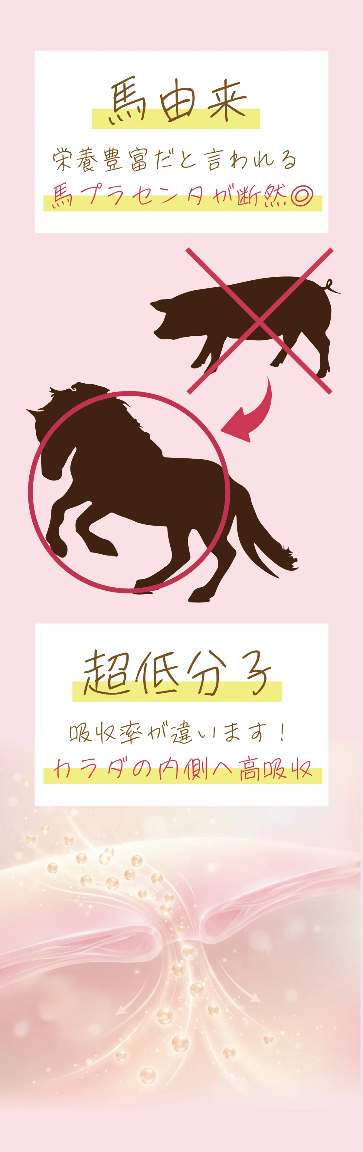 馬プラセンタ素材の特徴とこだわり